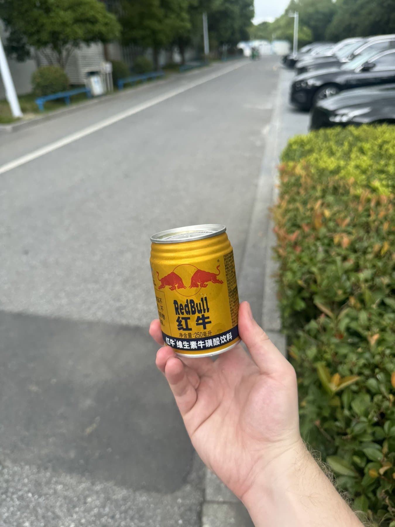 A hand holding a small gold can of Chinese Red Bull on a tree-lined road outside the factory